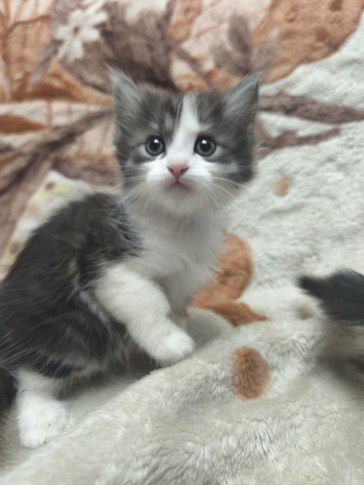 Отдам котят в добрые заботливые руки