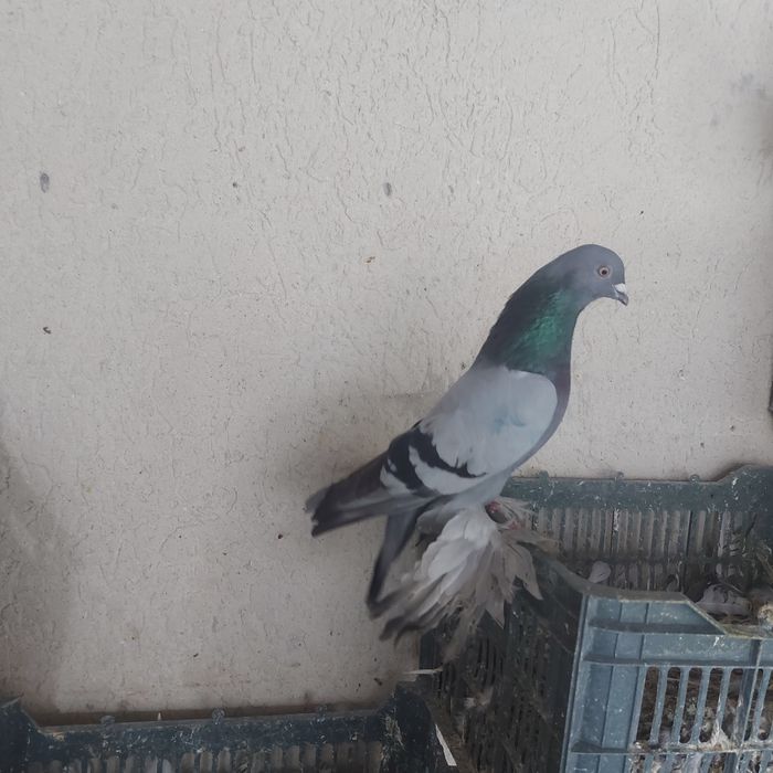 Сизи самец лет игра тяга