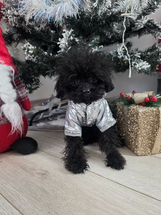 Пудел момче 8 месеца  19см