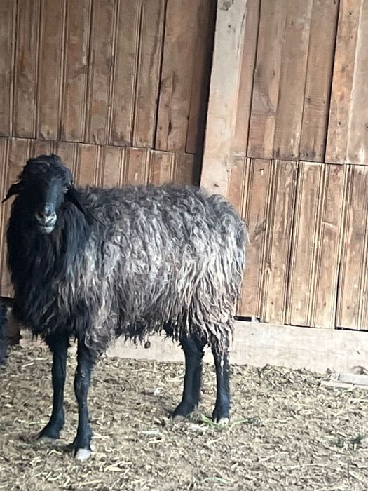 Баран откорм мощный если интересует наберите