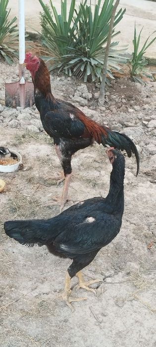 Xoʻroz sotiladi zoti toza