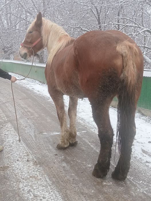 Vand sau schimb iapa