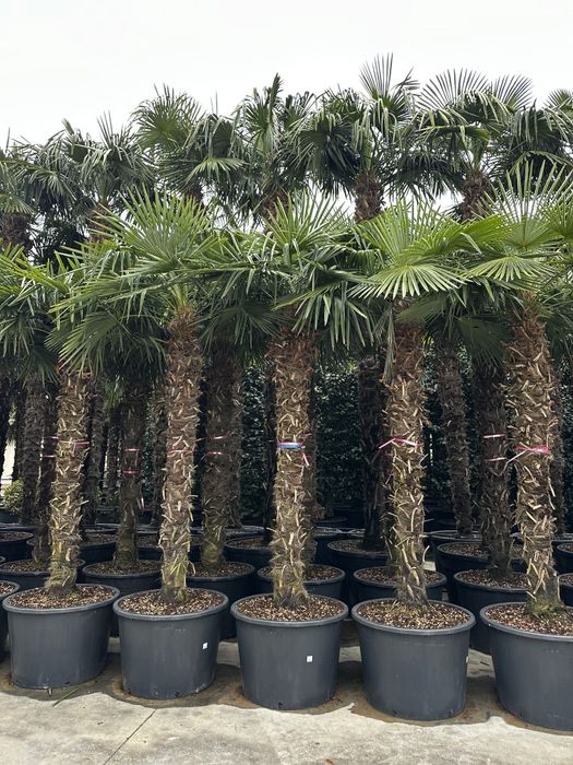 Plante ornamentale la preț de producător, tuia, leylandii, euonymus