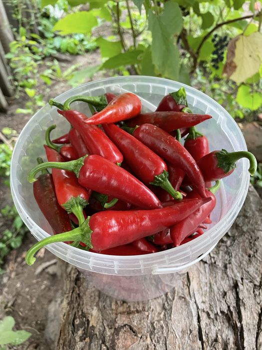 Продам горький перец