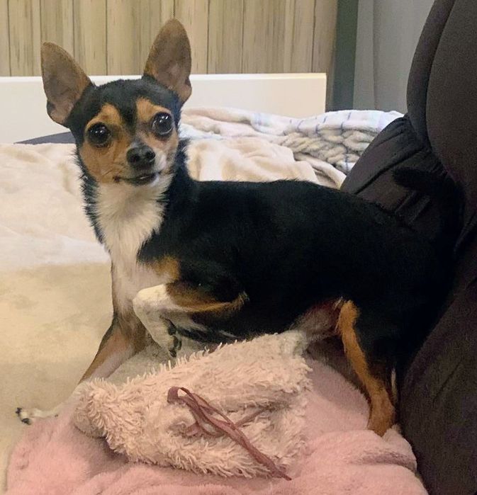 Чихуахуа сладки бебета