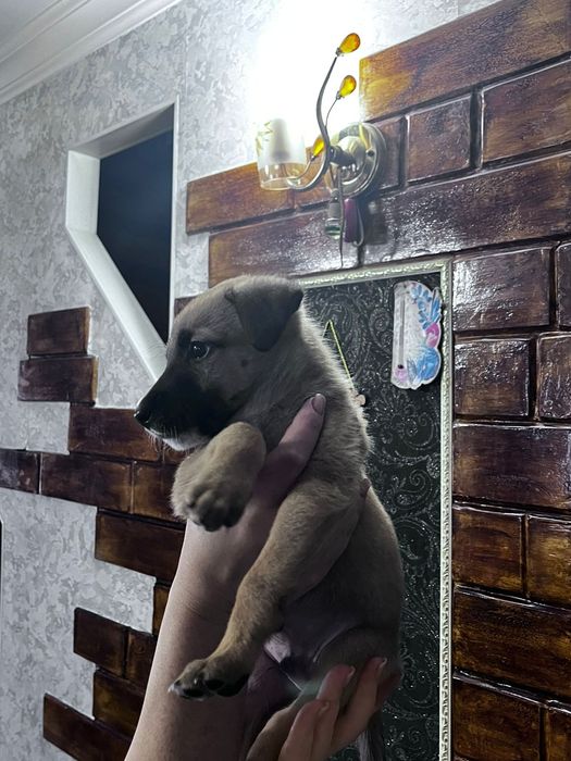 Бельгийский овчарка