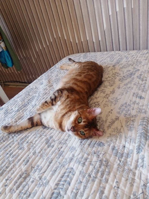 Передержка домашних животных