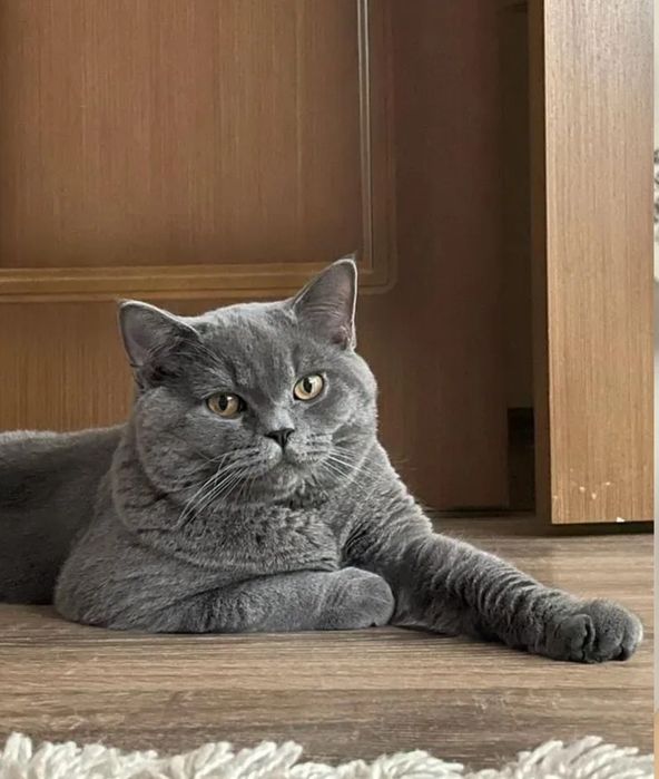Британские котята, мальчики и девоки