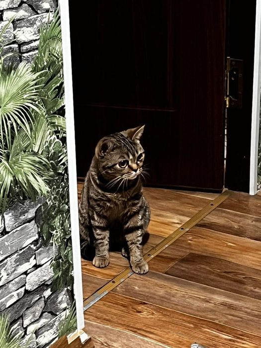 Британская короткошёрстная, вязка