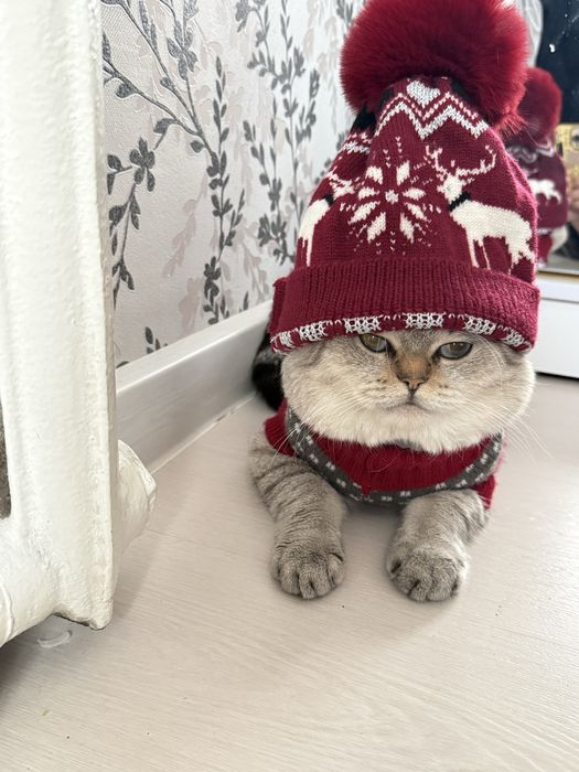 Вязка шиншилла бакувват насл олиш учун. Келин суравотти узига