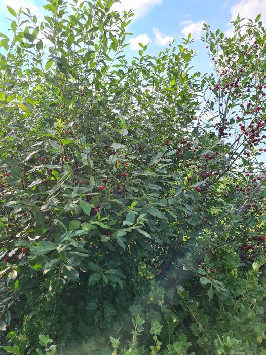 Продам дачу в дачном обществе Ромашка