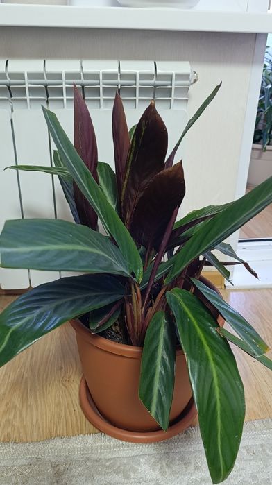 Строманта большая