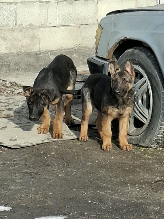 Продам девочку и мальчика