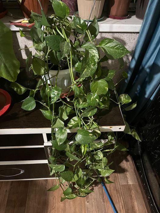 Комнатные растения