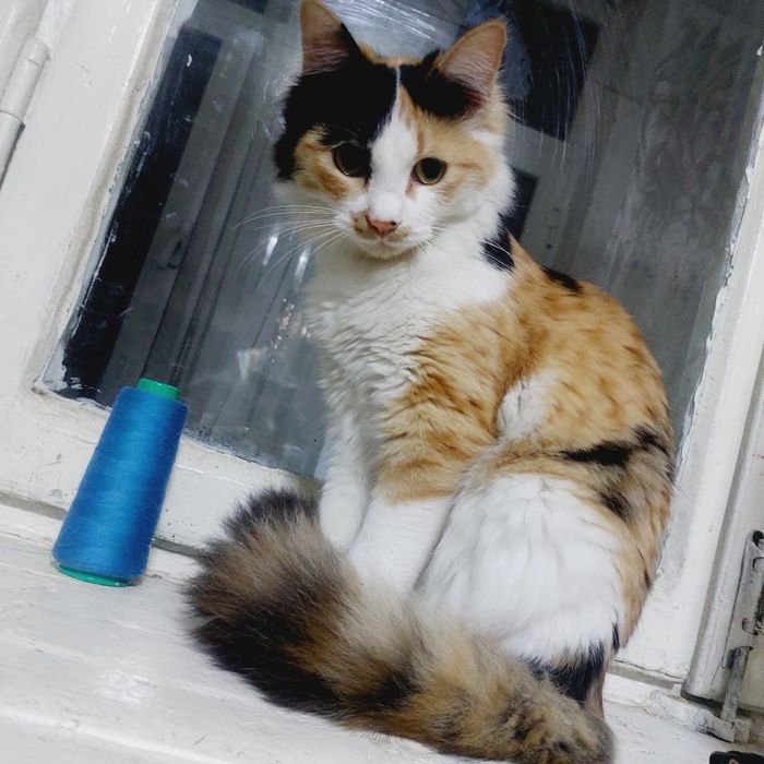 Отдам на добрые руки