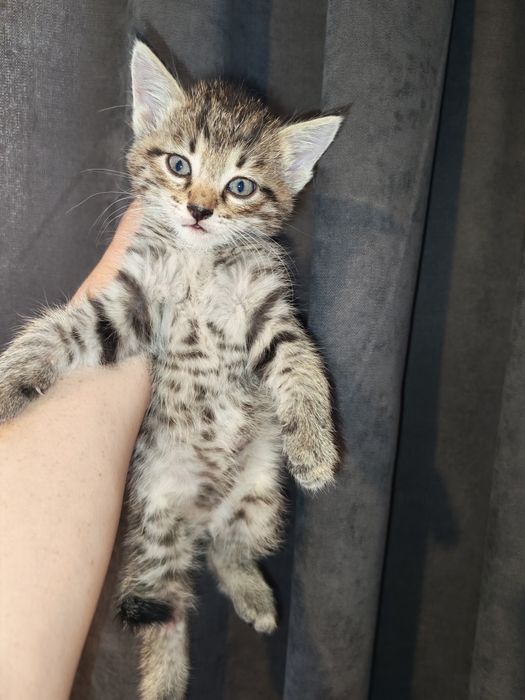 Отдам котят в добрые руки срочно