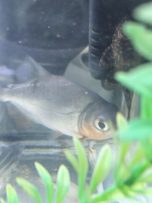 Pirania paku va dollar