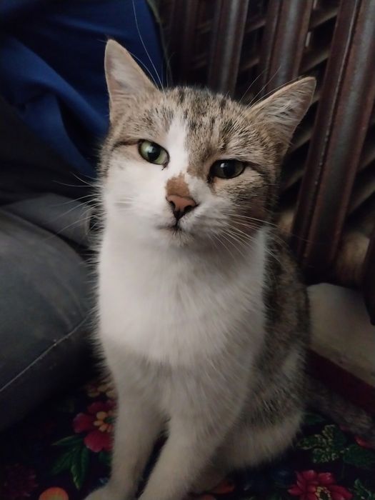 Мушук 2022 года сотилади  исми мош