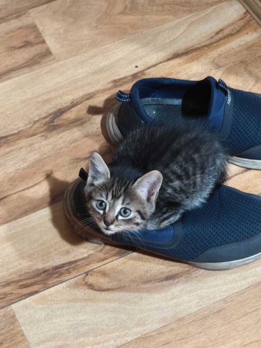 Котята с доставкой