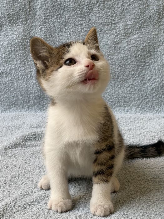 Котенок в добрые руки