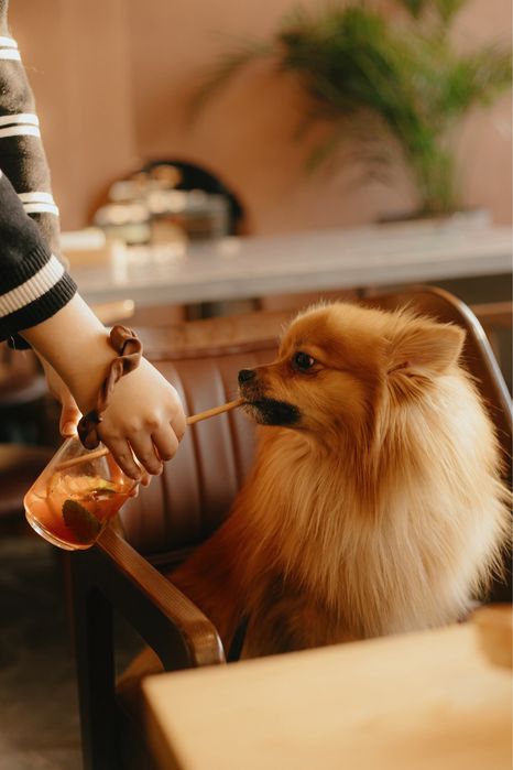 Вязка шпиц немецкий