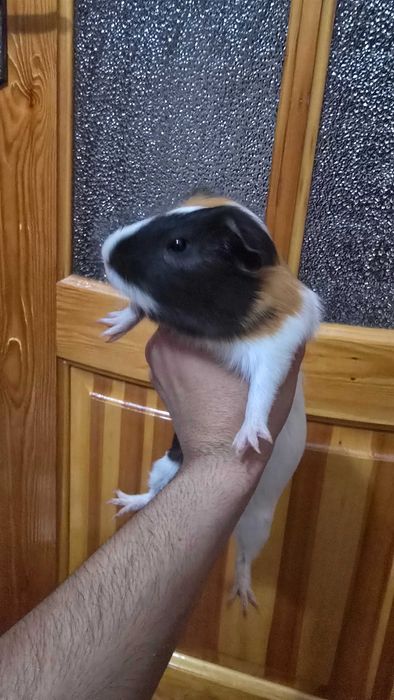 Продоется Морская Свинка