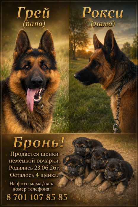 Бронь щенков немецкой овчарки.Отец мать чистокровный немецкой овчарки.