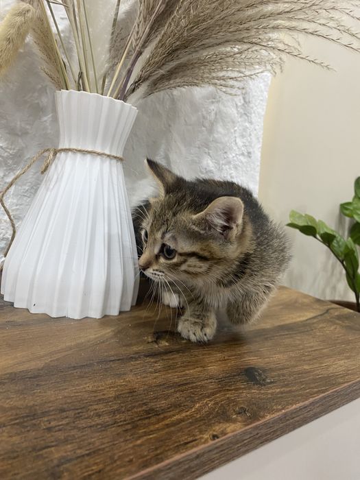 Котята милашки в добрые руки