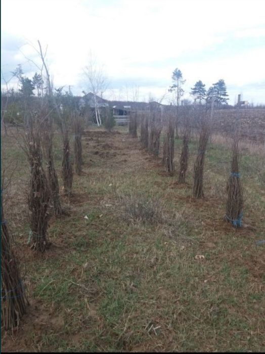 Puieți de salcâm paltin fag pin lariță preț redus