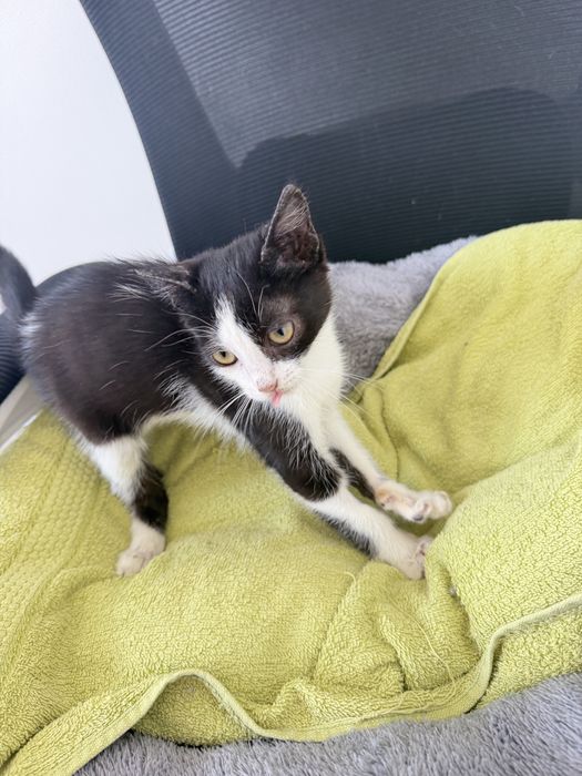 Котенок ищет добрые руки