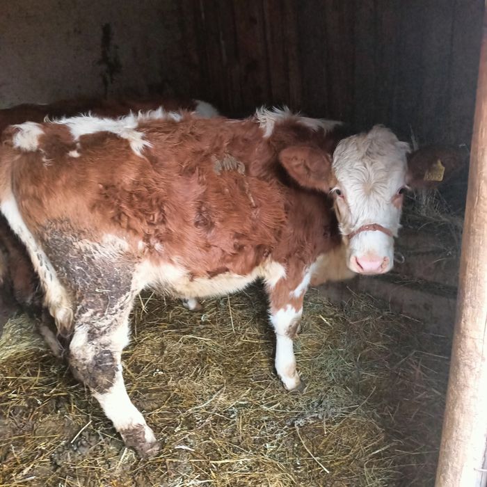 De vânzare. Vitele baltate