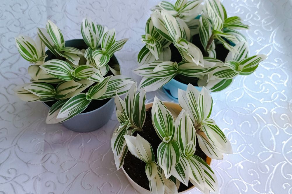 Традесканция Альбовитата