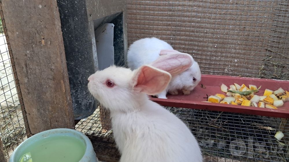 Quyonlar: zoti Hikol, 4,5 oylik va 45 kunliklari bor