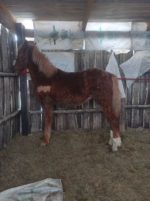 Продам жеребят две головы