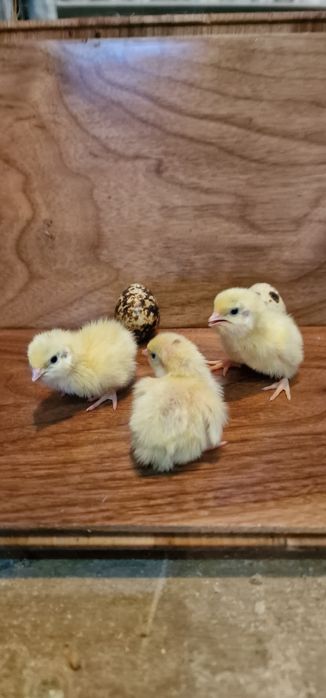 Продам перепелят