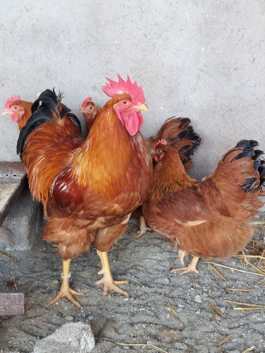 Cocoși Australorp,  New Hampshire,  Wyandotte