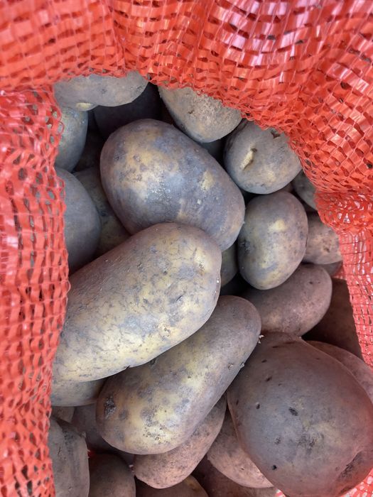 Продам кортофель