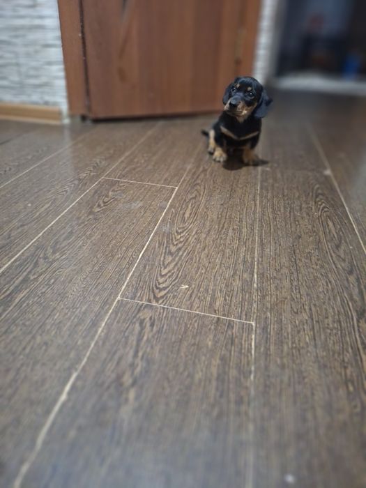 Щенок такса щенки таксы