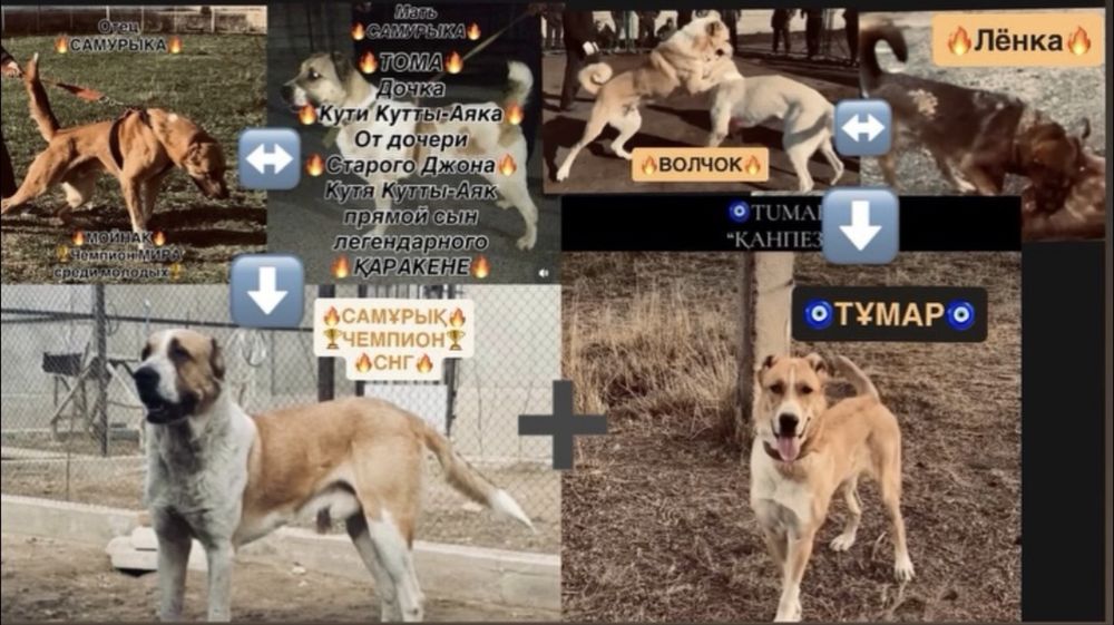 Чемпион СНГ Самұрықтың күшіктері.