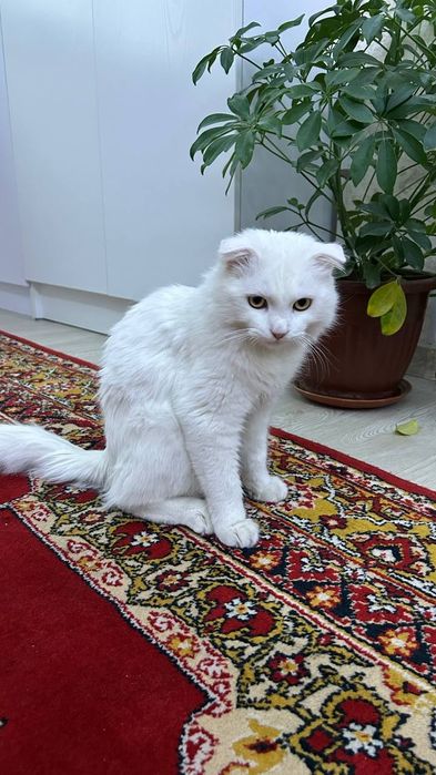 Турецкая ангора (вислоухая) — в подарок миска лоток витамины и шампунь