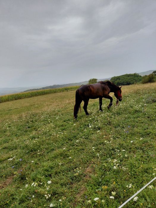 Vând  sau schimb cu oi mânz de doi ani jumate