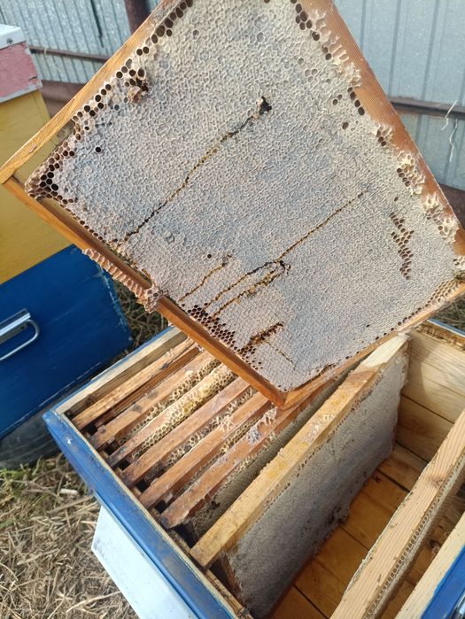 Продам мёд в рамках