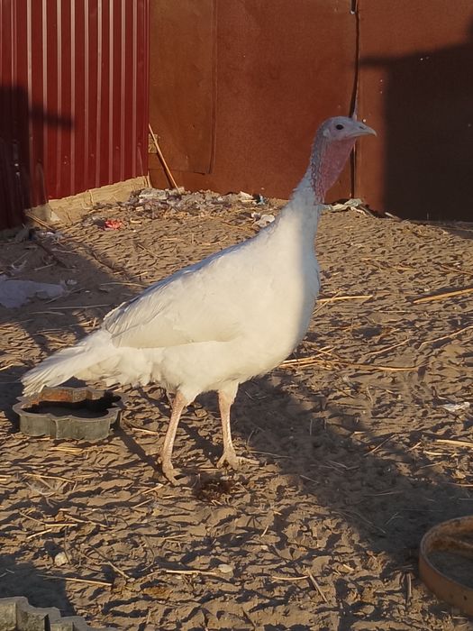 Индук күрке тауық