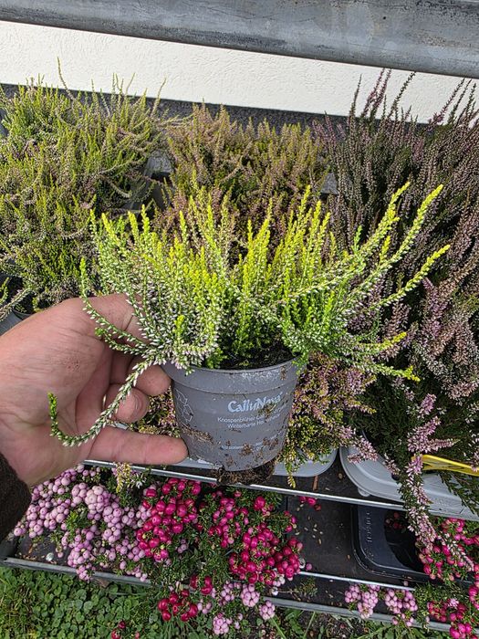 Calluna vulgaris angro