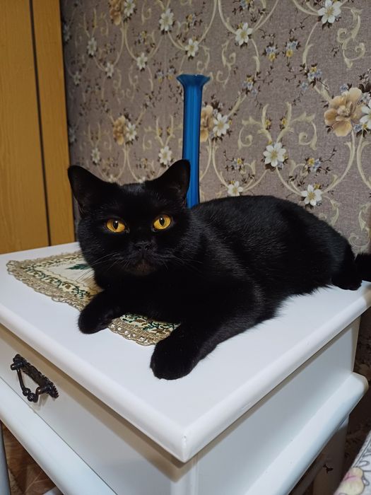 Кошечка британка,  3 мес