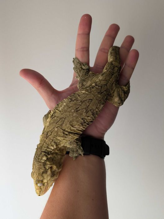 Leachianus gecko (Rhacodactylus leachianus, giant gecko)