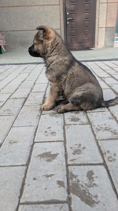 Щенки немецкой овчарки рабочего разведения.