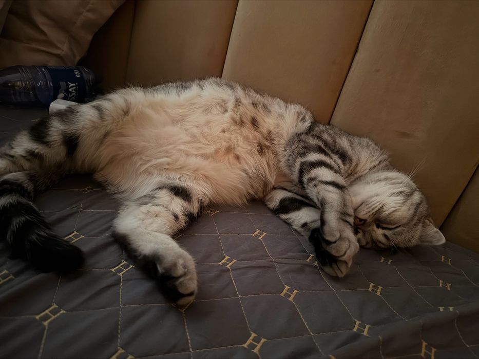 Шотландец вислоухий Кот