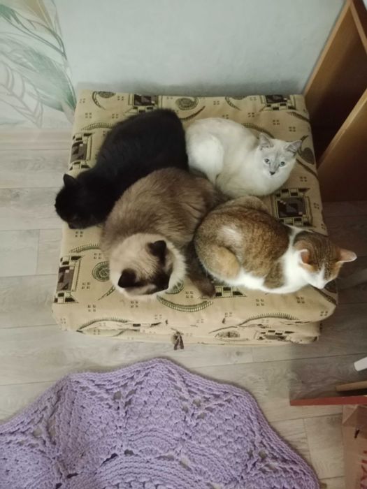 отдам котов и кошек в добрые руки