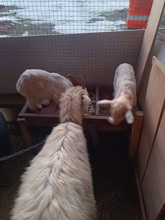 Ешкі лағымен сатылады